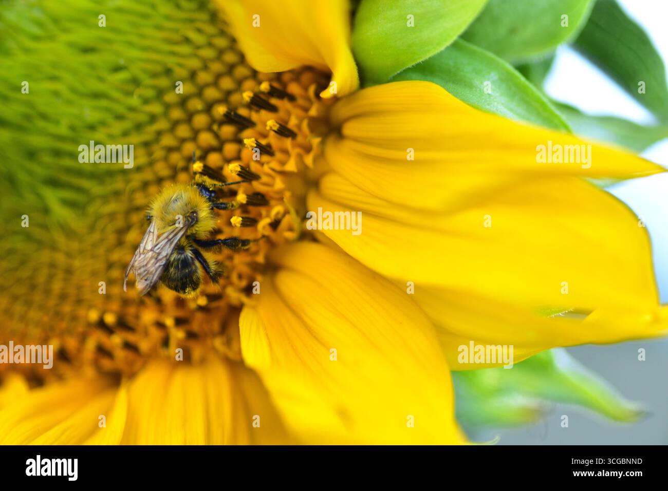 Primo piano di un bumblebee che raccoglie polline da un girasole (Helianthus annuus). Macro dettagliato dell'interazione tra insetti e fiori in un giardino estivo. Foto Stock