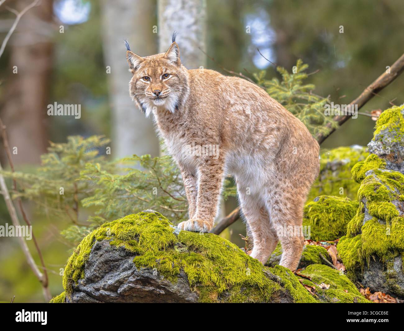 Lynx (Lynx Lynx) questo gatto predatore eurasiatico di medie dimensioni è originario della Siberia, dell'Asia centrale, orientale e meridionale, del nord, Europa centrale e orientale. R Foto Stock