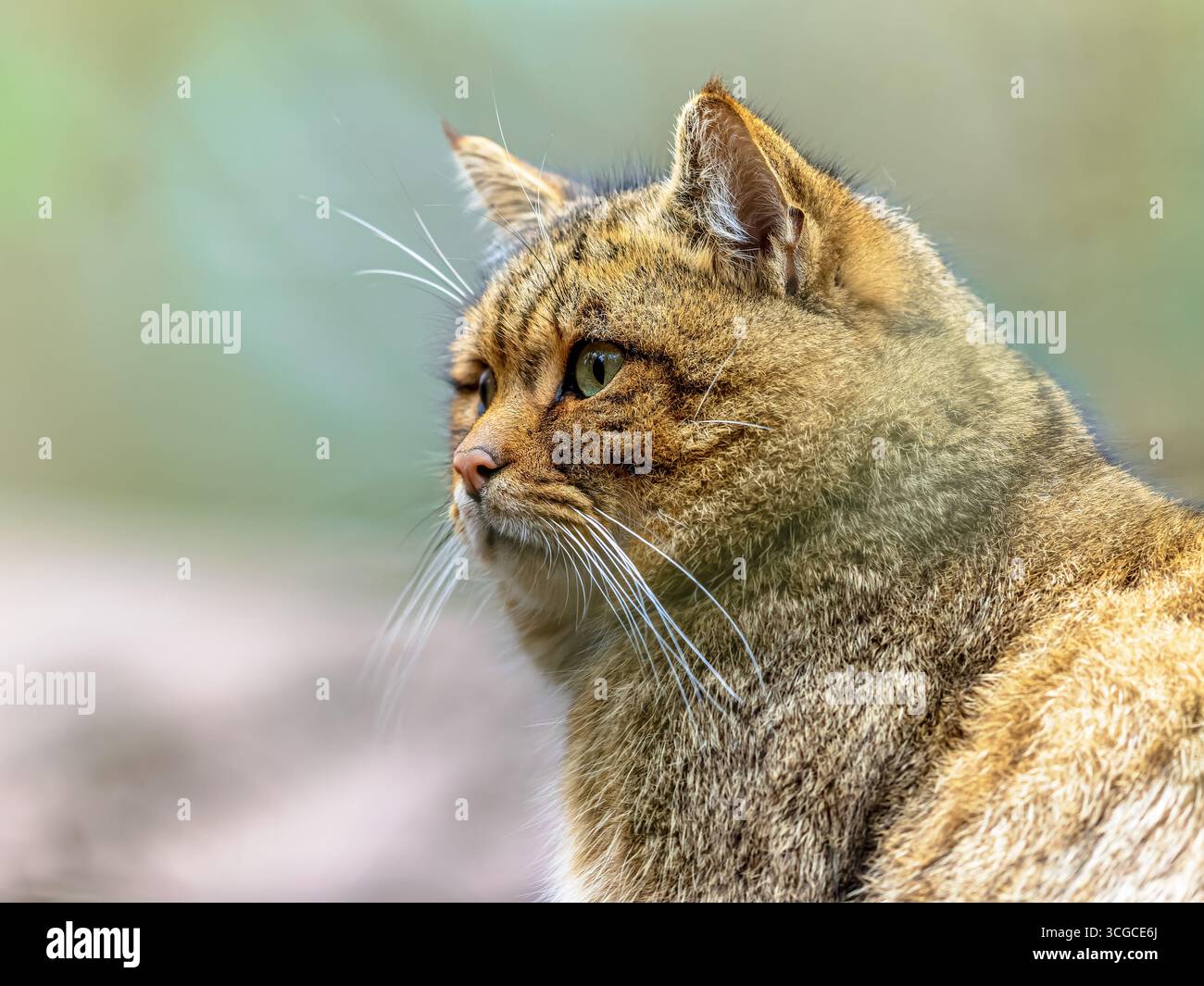 Simpatico ritratto ravvicinato del gatto selvatico europeo (Felis silvestris) in un ambiente forestale di montagna naturale Foto Stock