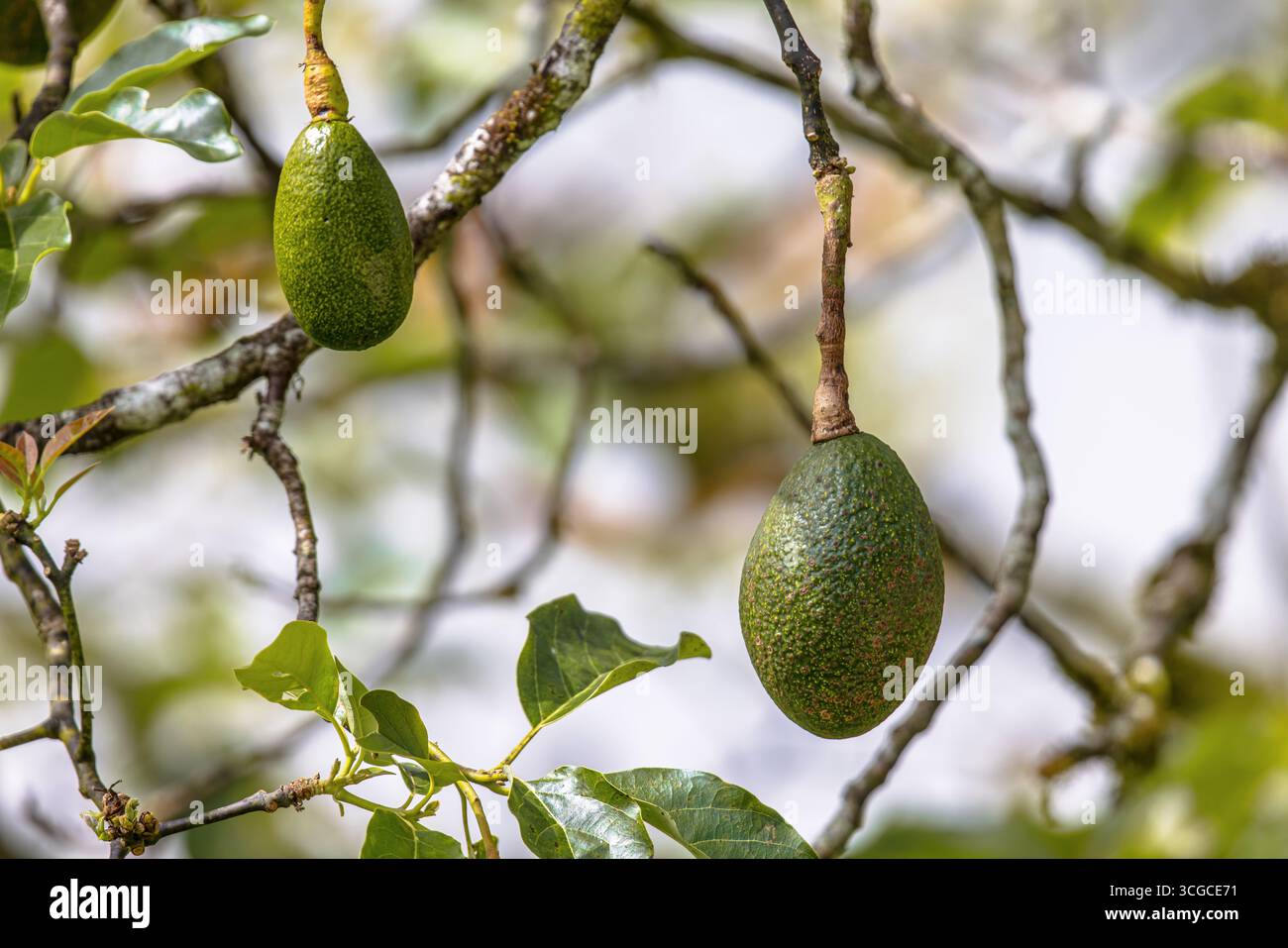 Avocado frutta (Persea americana) che cresce sugli alberi. È originaria delle Americhe ed è stata addomesticata per la prima volta in Mesoamerica più di 5.000 anni fa. IT Foto Stock