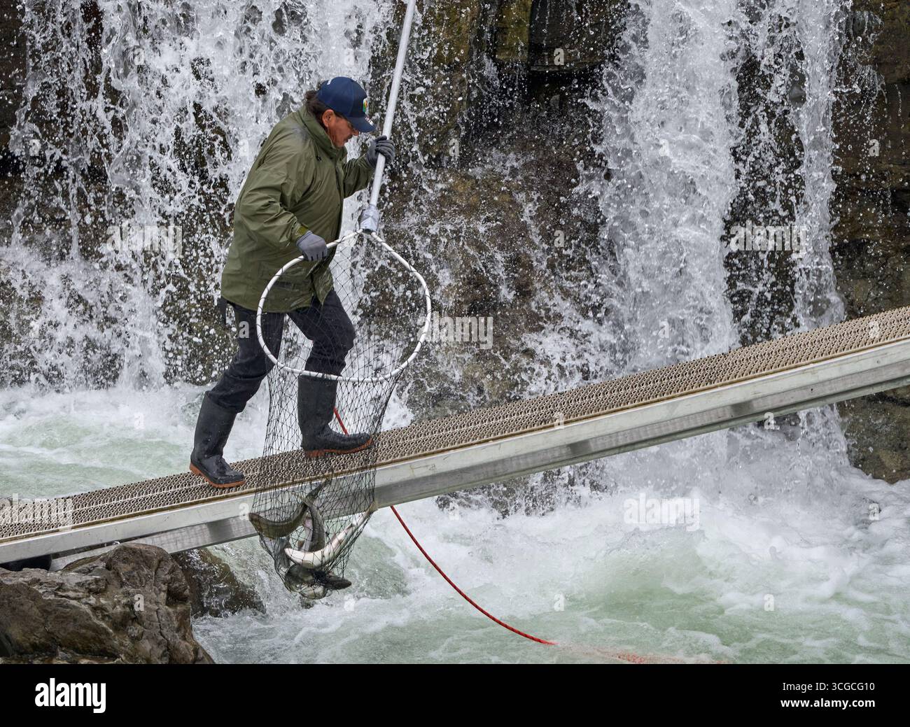 Un membro della Wet’suewet’en First Nation utilizza un dipnet, il metodo tradizionale della nazione, per pescare il salmone a Witset, Columbia Britannica, Canada. Foto Stock