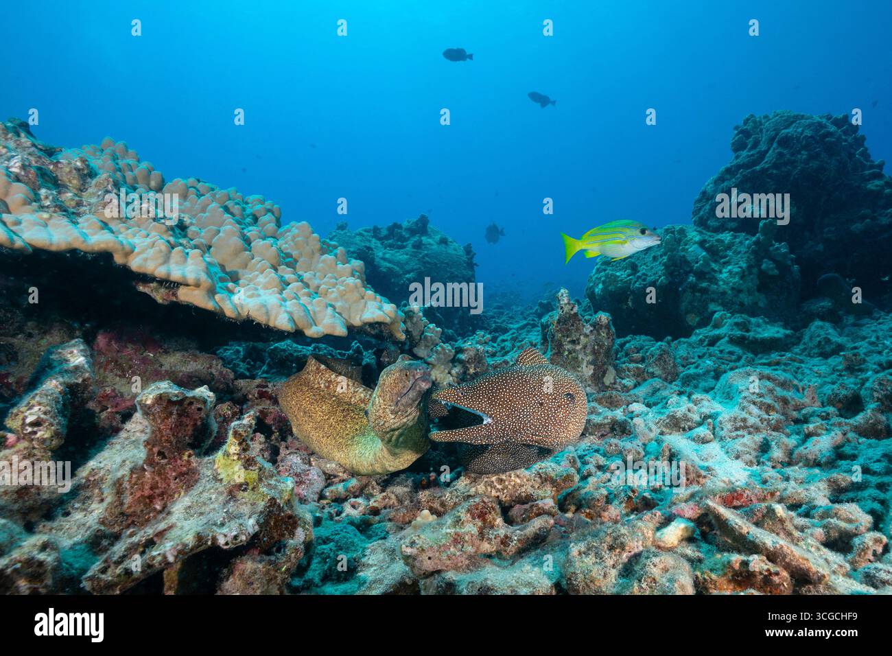 La murena bianca, Gymnothorax meleagris, mette in mostra la minaccia della bocca aperta per l'anguilla murena a margine giallo, Gymnothorax flavimarginatus, Kona, Hawaii, Stati Uniti Foto Stock