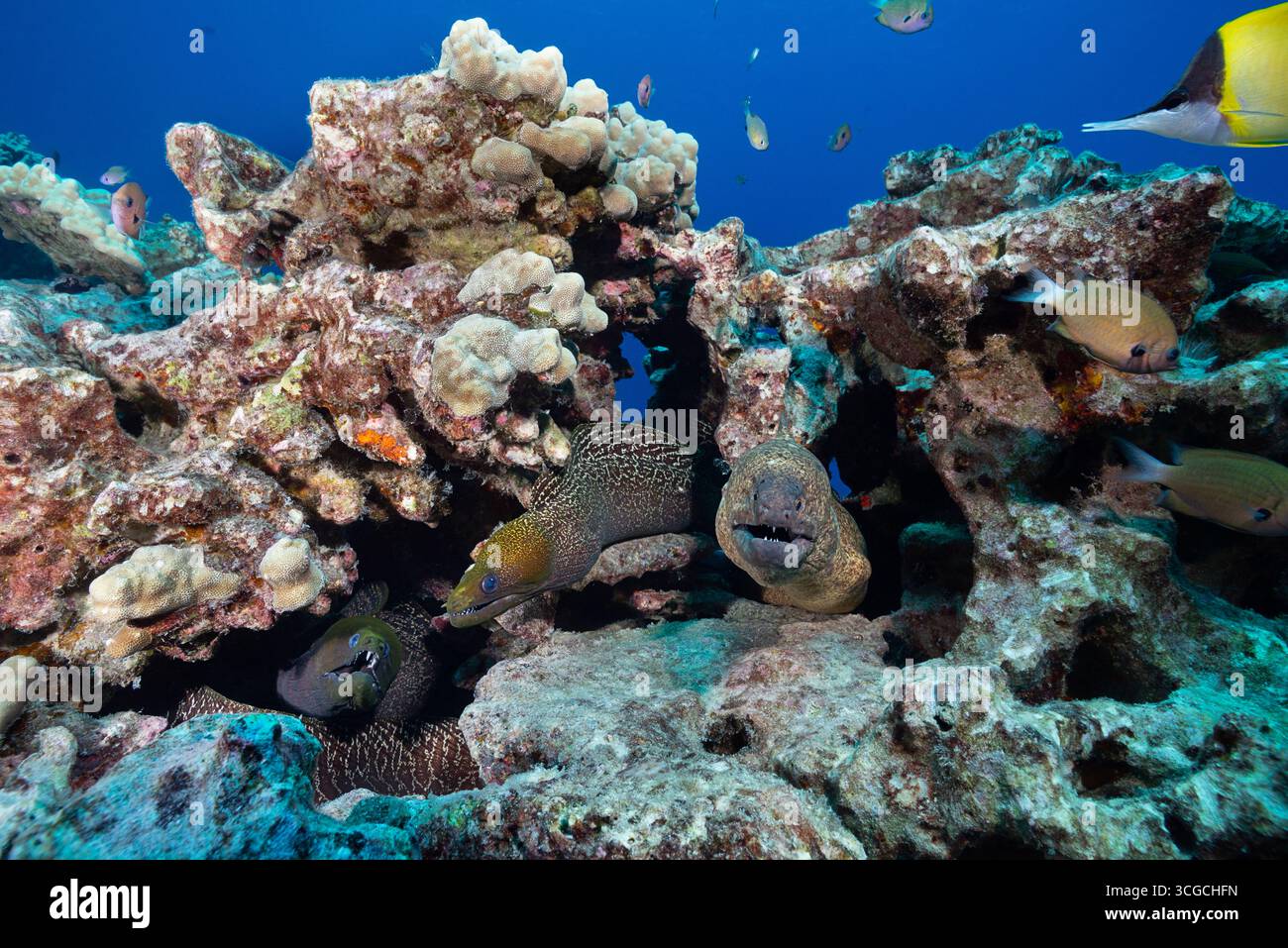 Due murene ondulate, Gymnothorax undulatus, a sinistra, con un murene a margine giallo, Gymnothorax flavimarginatus, a destra, Kona, Hawaii Island Foto Stock