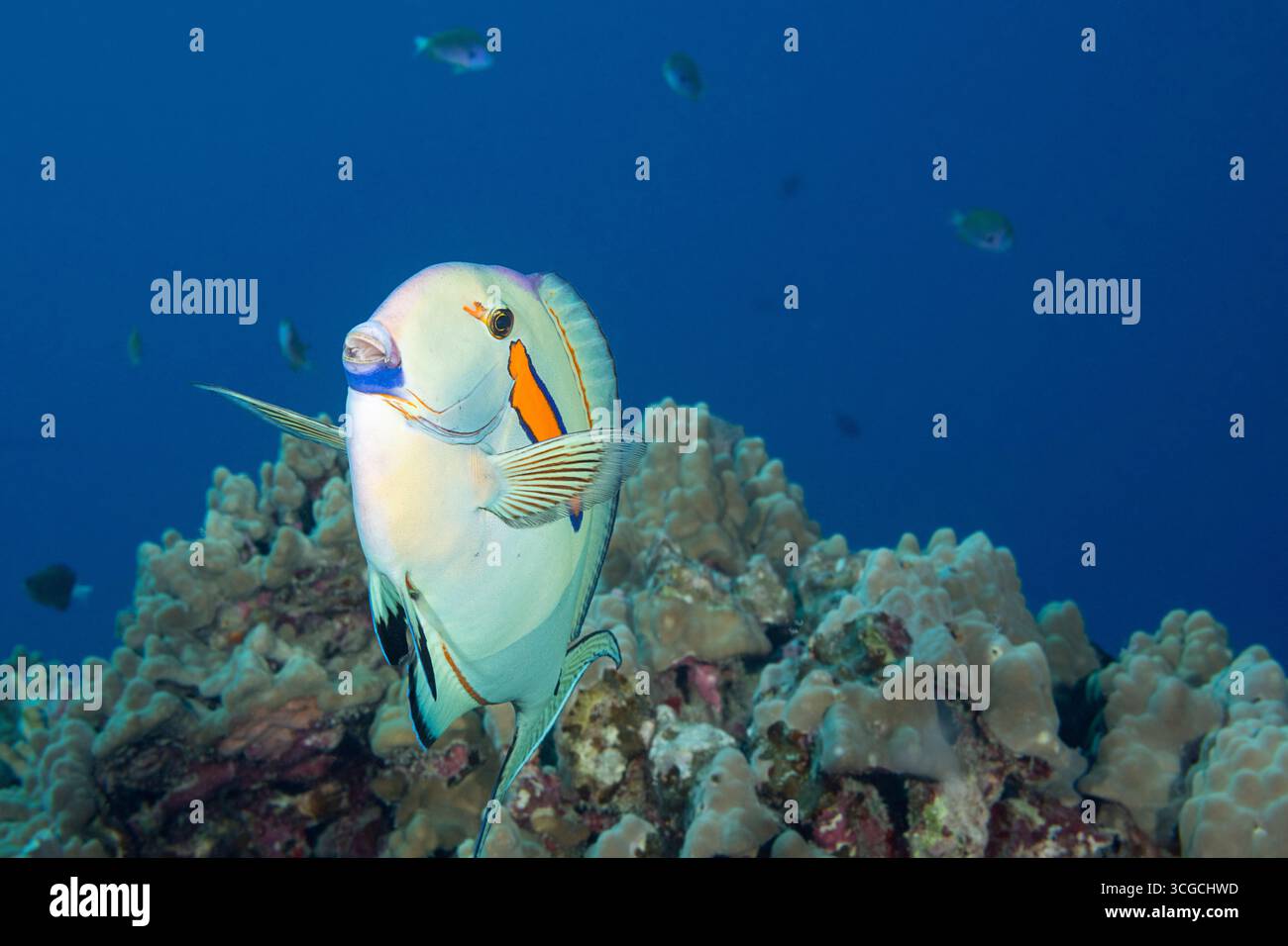 Pesce chirurgo di orangeband, Acanthurus olivaceus, in fase di colore pallido, presso la stazione di pulizia di Honokohau, North Kona, Hawaii ( The Big Island ), USA, Pacifico Foto Stock