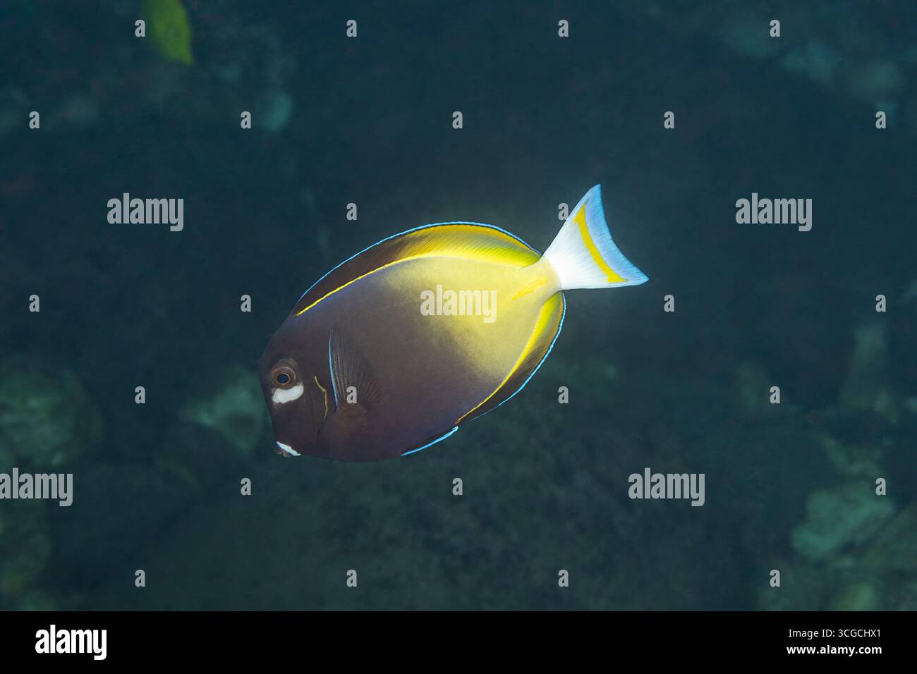 Goldrim Tang o whitecheek surgeonfish, Acanthurus nigricans, fase cromatica aggressiva con parte posteriore del corpo e pinna dorsale gialle, Kona, Hawaii Foto Stock