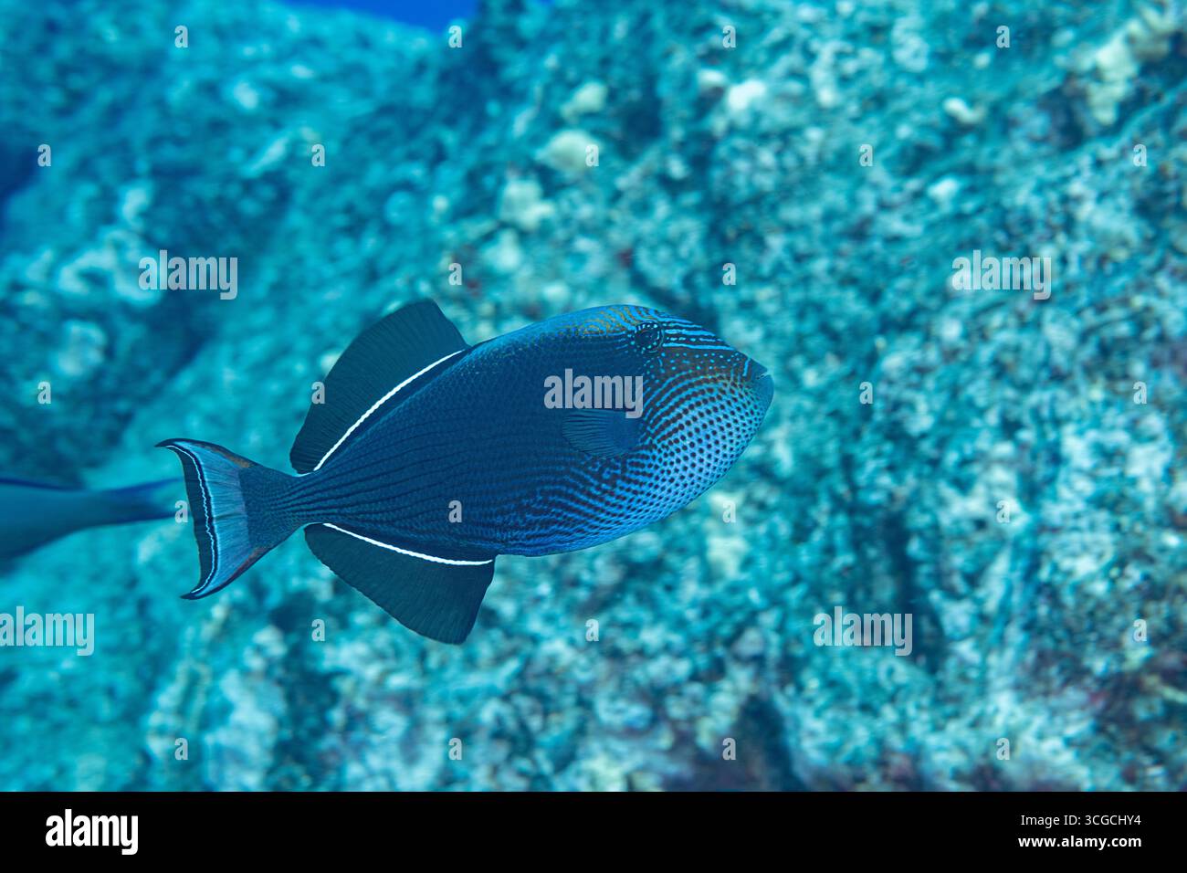 Black triggerfish, black durgon, o humuhumu ele'ele, Melichthys niger, che mostra la fronte blu e i segni del mento, Red Hill, South Kona, Hawaii, USA Foto Stock