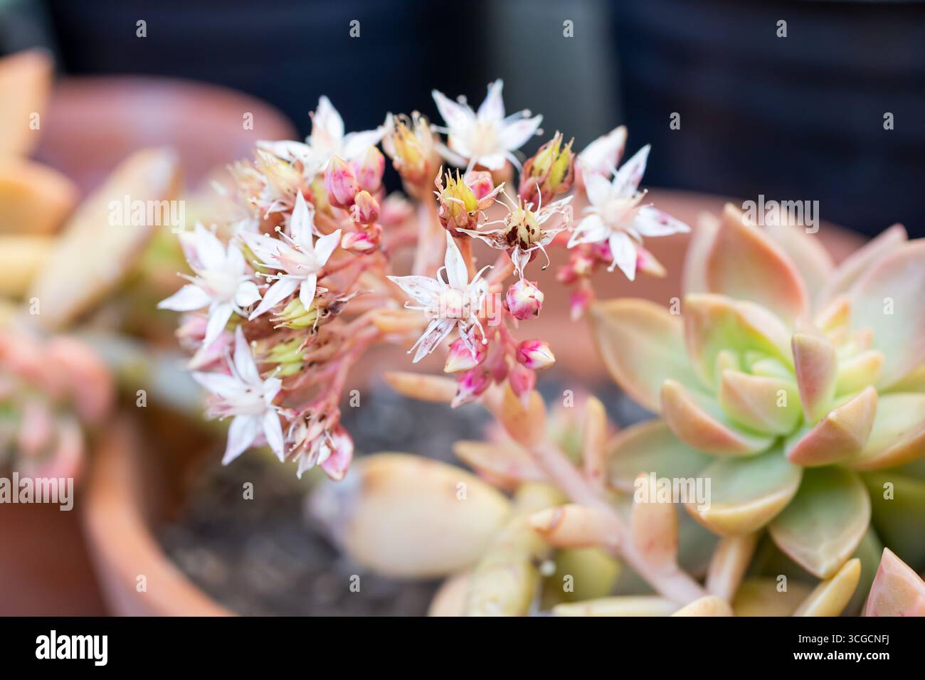 Una vista dei fiori fioriti dalla succulenta pianta sedum adolphii dorata, in un giardino. Foto Stock