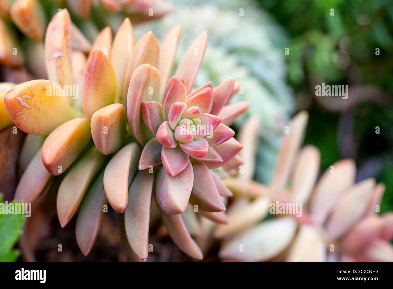 Vista ravvicinata di una pianta succulenta chiamata sedum adolphii dorato, in un giardino. Foto Stock