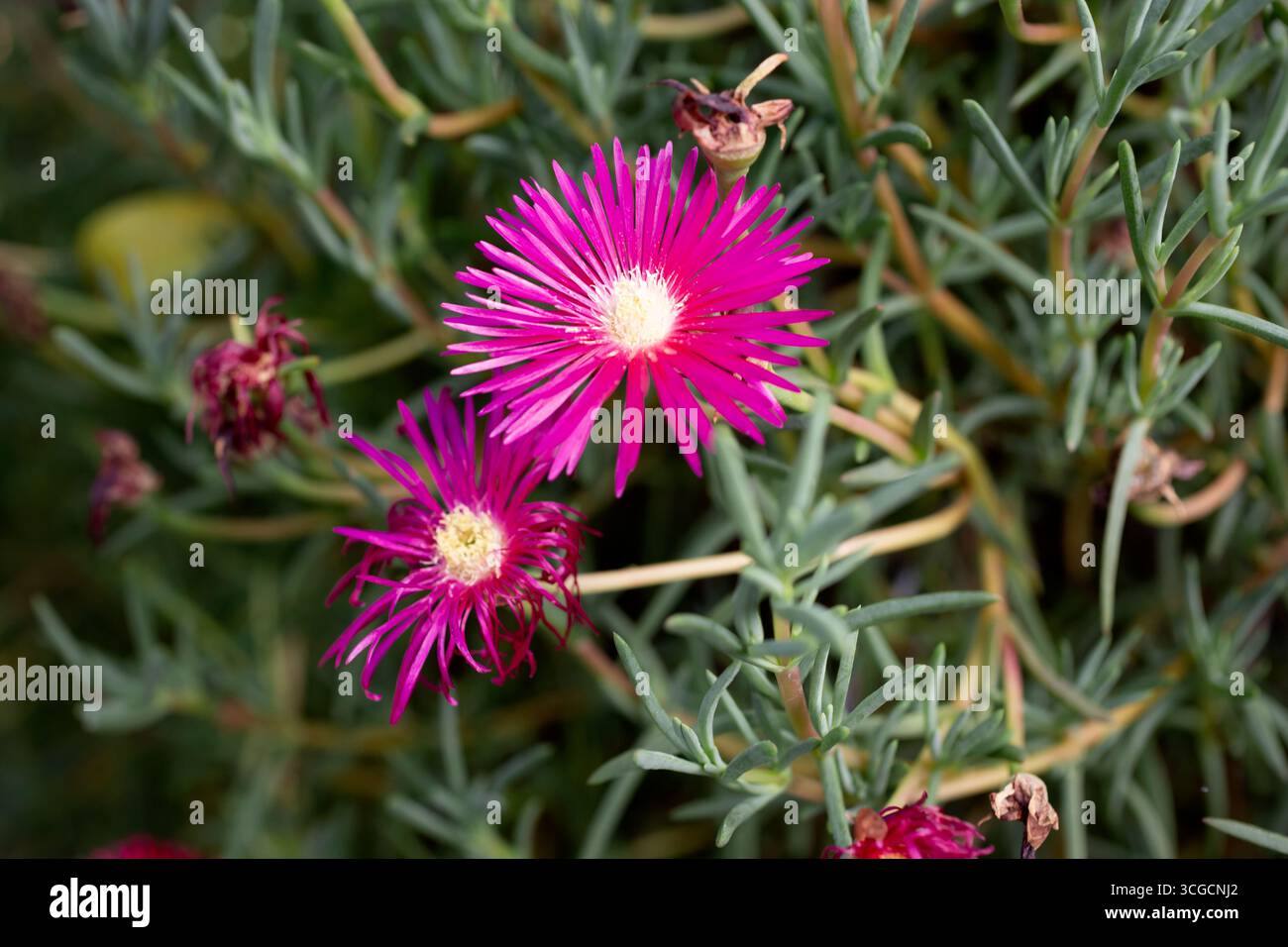 Una vista di diversi fiori di piante di ghiaccio color magenta. Foto Stock