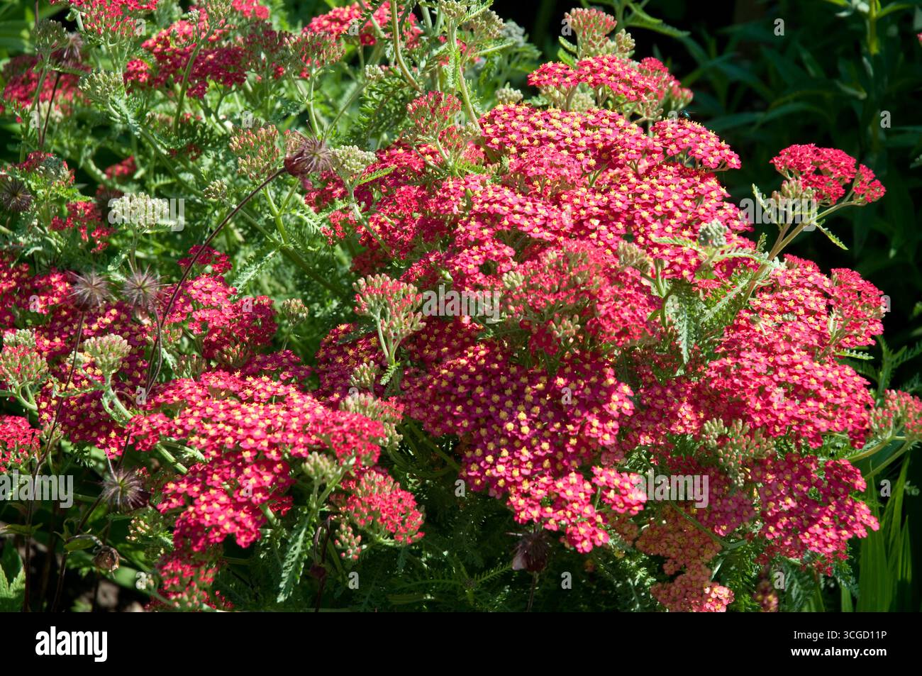 I fiori rosa brillanti creano un'incredibile esposizione nel giardino, fiorente sotto il caldo sole estivo e attirando gli impollinatori. Foto Stock