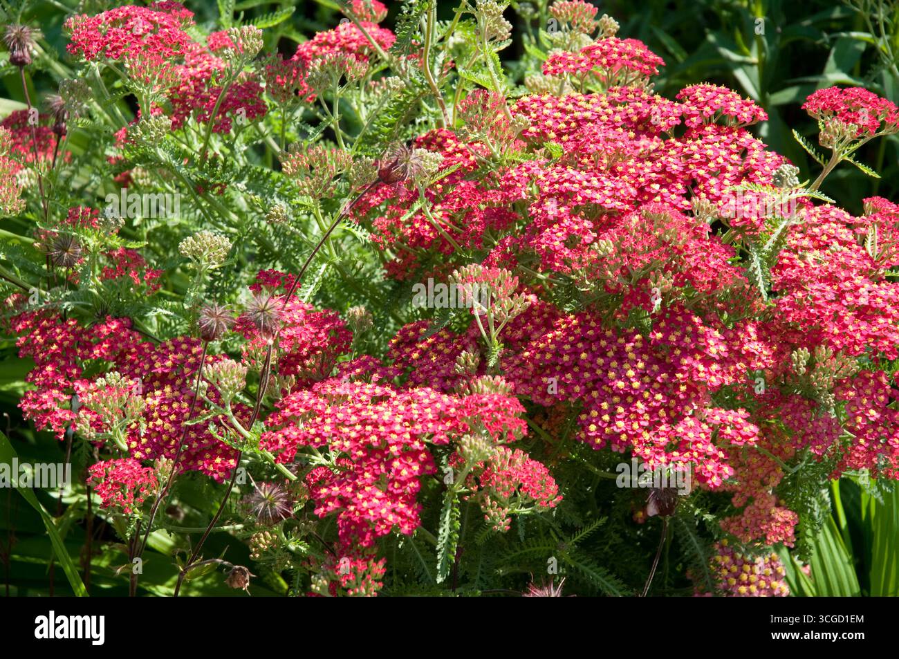 Vivaci gruppi di fiori di freccia rosa fioriscono in un giardino verde, mostrando la bellezza della natura mentre attraggono gli impollinatori sotto il sole. Foto Stock