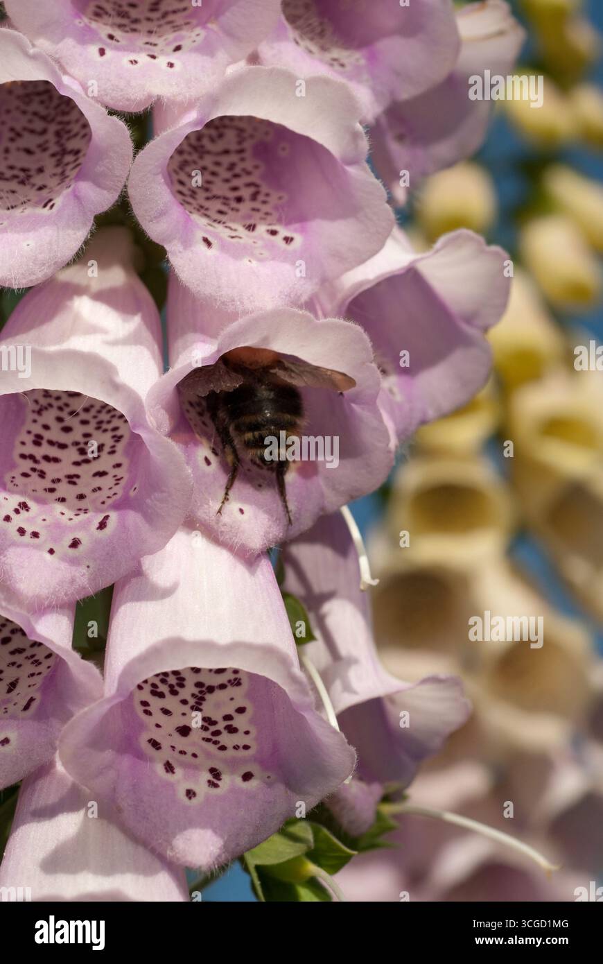 Un'ape raccoglie il polline dai delicati fiori di foxglove rosa e giallo, mostrando la bellezza della natura e l'importanza degli impollinatori. Foto Stock