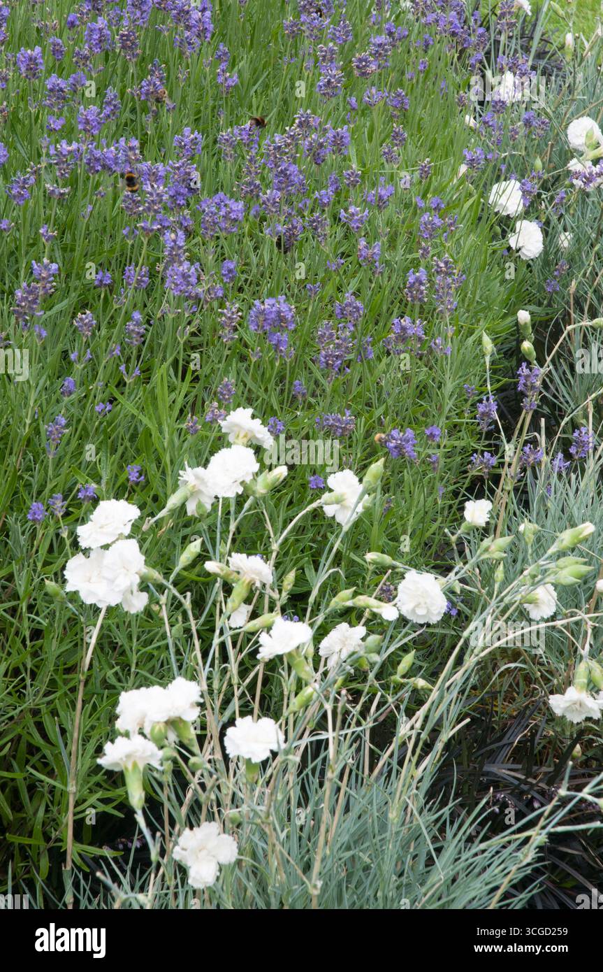 Vivaci gruppi di lavanda e fiori bianchi fioriscono in un giardino, mostrando la bellezza della natura in una giornata di primavera assolata. Foto Stock