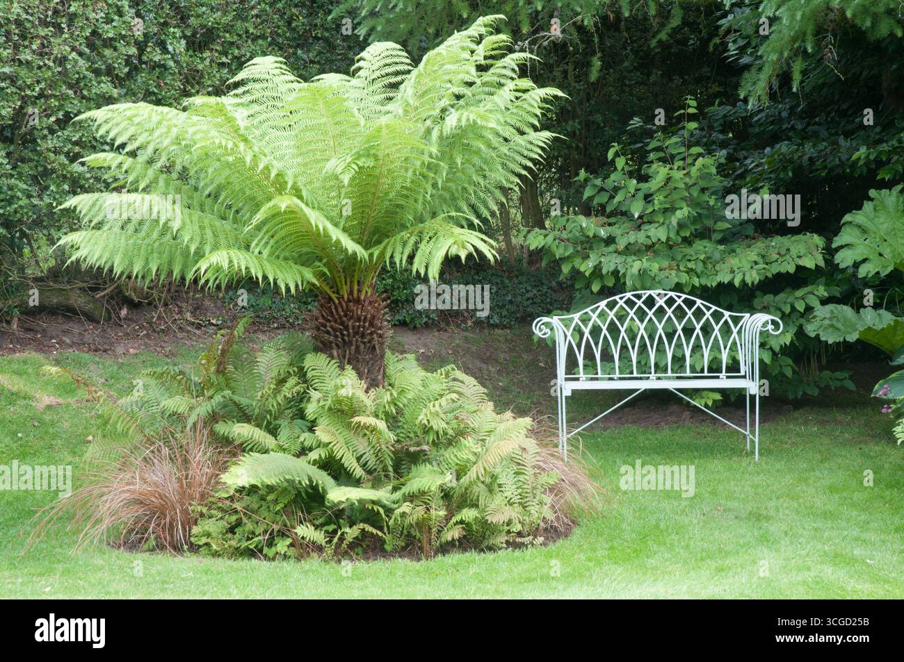 In un tranquillo giardino, una suggestiva felce si erge alto vicino ad una panchina di ferro battuto bianco, incorniciata da una ricca vegetazione e da un ambiente sereno. Foto Stock