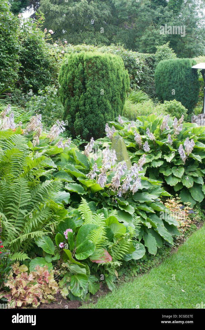 Il paesaggio verde mostra una serie di ostas e felci che prosperano nel giardino, circondati da arbusti ornamentali sotto cieli nuvolosi. Foto Stock