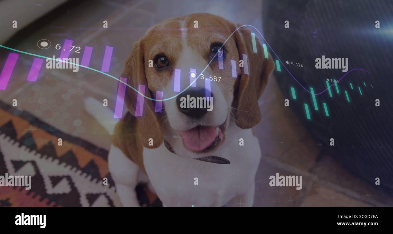 Cane beagle seduto che guarda la macchina fotografica in salotto, con tappeto a motivi geometrici e grafici di dati traslucidi Foto Stock