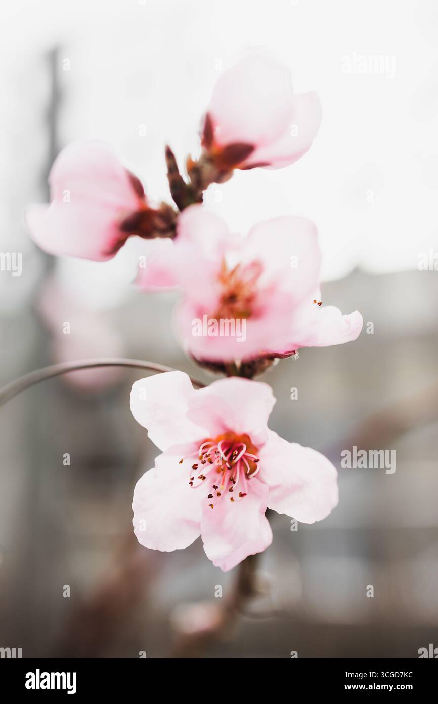 ramo in fiore di pesca rosa con bokeh soffice e profondità di campo poco profonda accanto alla recinzione in legno, tema giardino primaverile Foto Stock ramo in fiore di pesca rosa con bokeh soffice e profondità di campo poco profonda accanto alla recinzione in legno, tema giardino primaverile Foto Stock