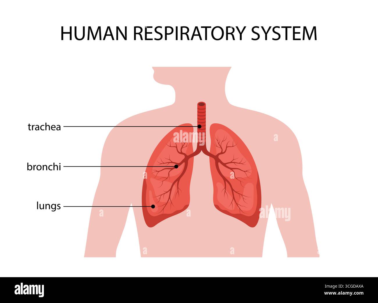 Sistema respiratorio umano. Anatomia polmonare. Struttura medica di organo interno. Poster informativo educativo. Illustrazione vettoriale in un cartone animato piatto Illustrazione Vettoriale
