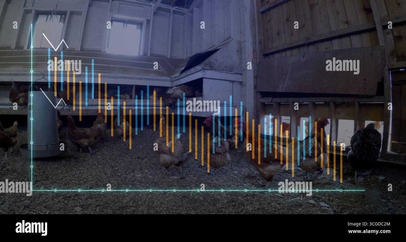 Osservazione delle galline che graffiano e beccano all'interno della coop, con sovrapposizione cartografica dei dati delle scatole di nidificazione dell'alimentatore Foto Stock