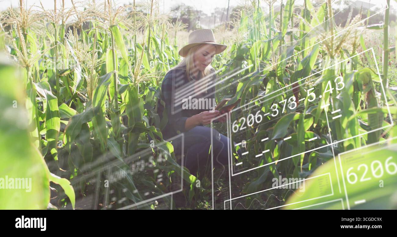 Donna accovacciata in cappello di paglia e denim che monitora le metriche del raccolto in campo di mais con sovrapposizioni di tablet Foto Stock Donna accovacciata in cappello di paglia e denim che monitora le metriche del raccolto in campo di mais con sovrapposizioni di tablet Foto Stock