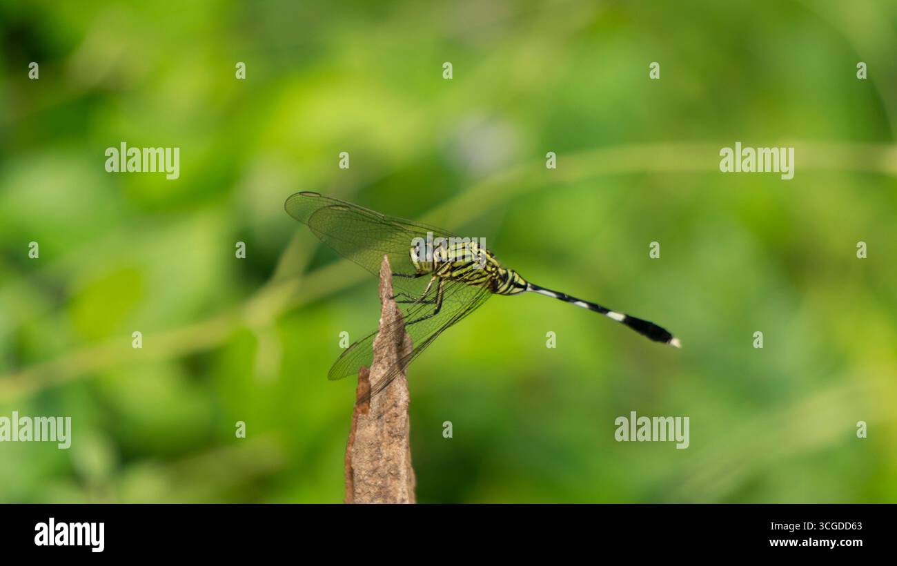 Un'accattivante foto macro di una libellula a strisce verdi e gialle arroccata delicatamente su un ramoscello marrone contro un verde vivace e sfocato Foto Stock