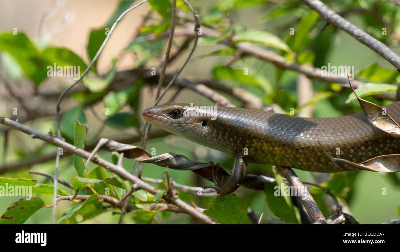 Un elegante skink marrone con scaglie scintillanti poggia su un ramo d'albero tra foglie verdi lussureggianti, perfettamente mimetizzato nel suo habitat naturale. Ideale per W Foto Stock