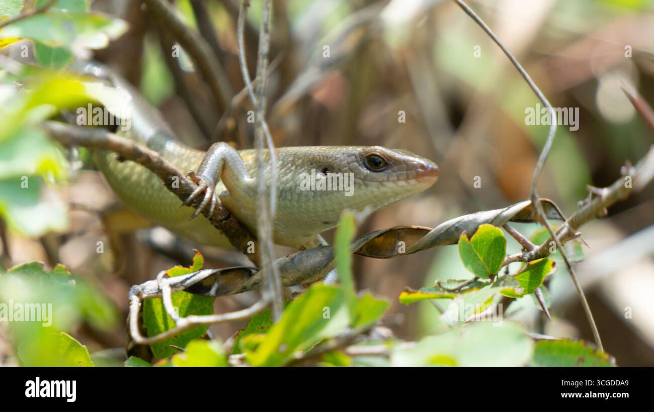 Un elegante skink marrone con scaglie scintillanti poggia su un ramo d'albero tra foglie verdi lussureggianti, perfettamente mimetizzato nel suo habitat naturale. Ideale per W Foto Stock