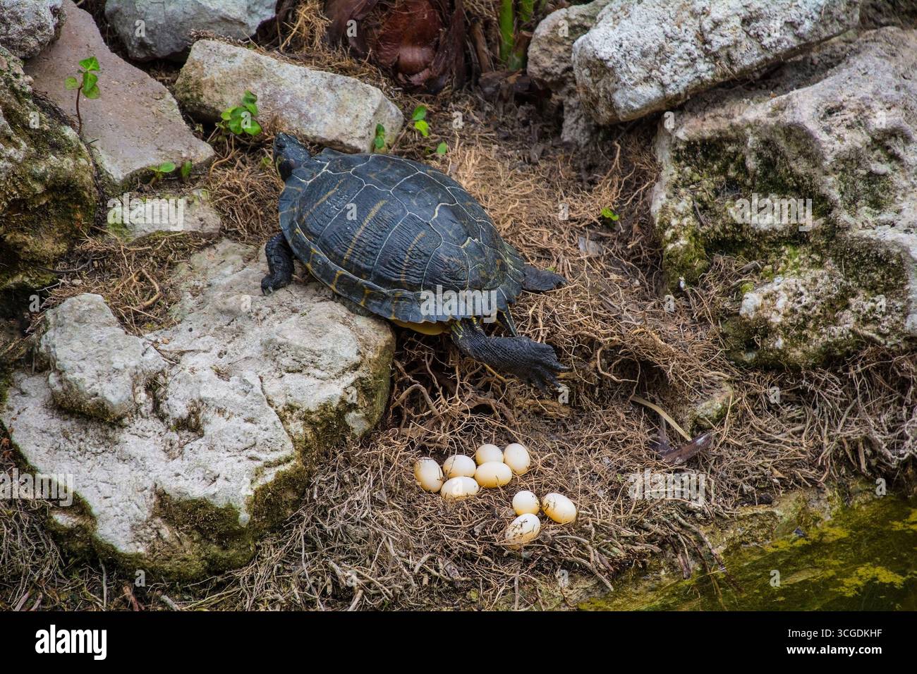 Una tartaruga d'acqua dolce Slider con pancia gialla e una pochette di uova. In un laghetto di parco nel quartiere Politeama/Libertà di Palermo, Sicilia, Italia Foto Stock