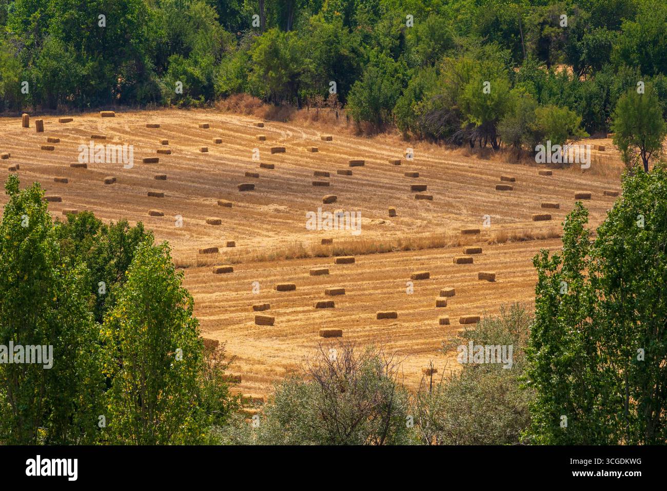 Campo agricolo con balle di fieno dopo il raccolto estivo Foto Stock