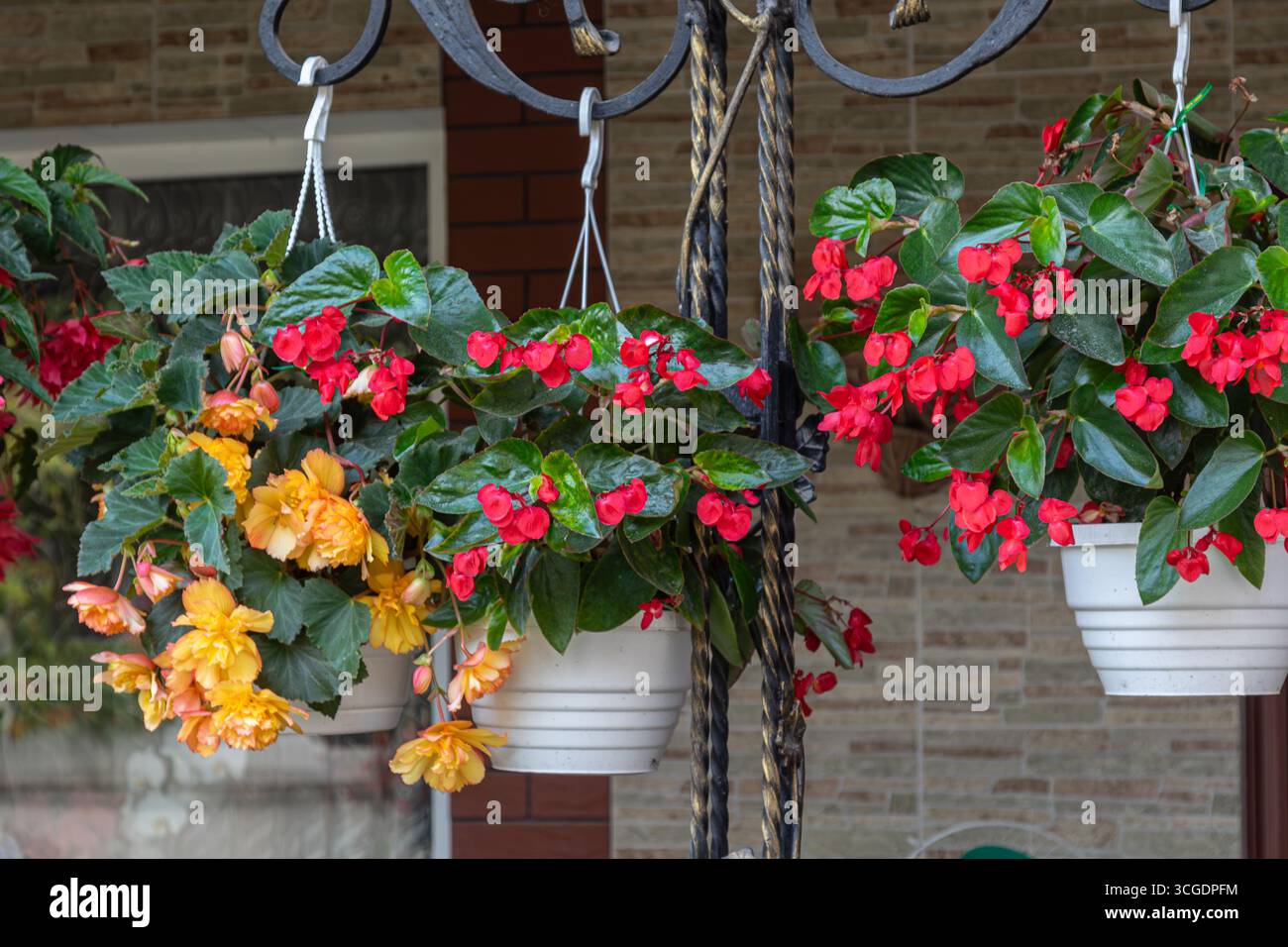 Le pentole appese piene di begonie tuberose mostrano gruppi di fiori rossi e gialli brillanti, creando un giardino colorato durante la fioritura Foto Stock