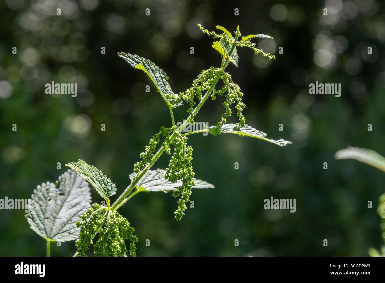Urtica dioica mette in mostra le sue caratteristiche foglie verdi e punte fiorite su uno sfondo verde sfocato che ne illustra l'importanza ecologica in una Foto Stock