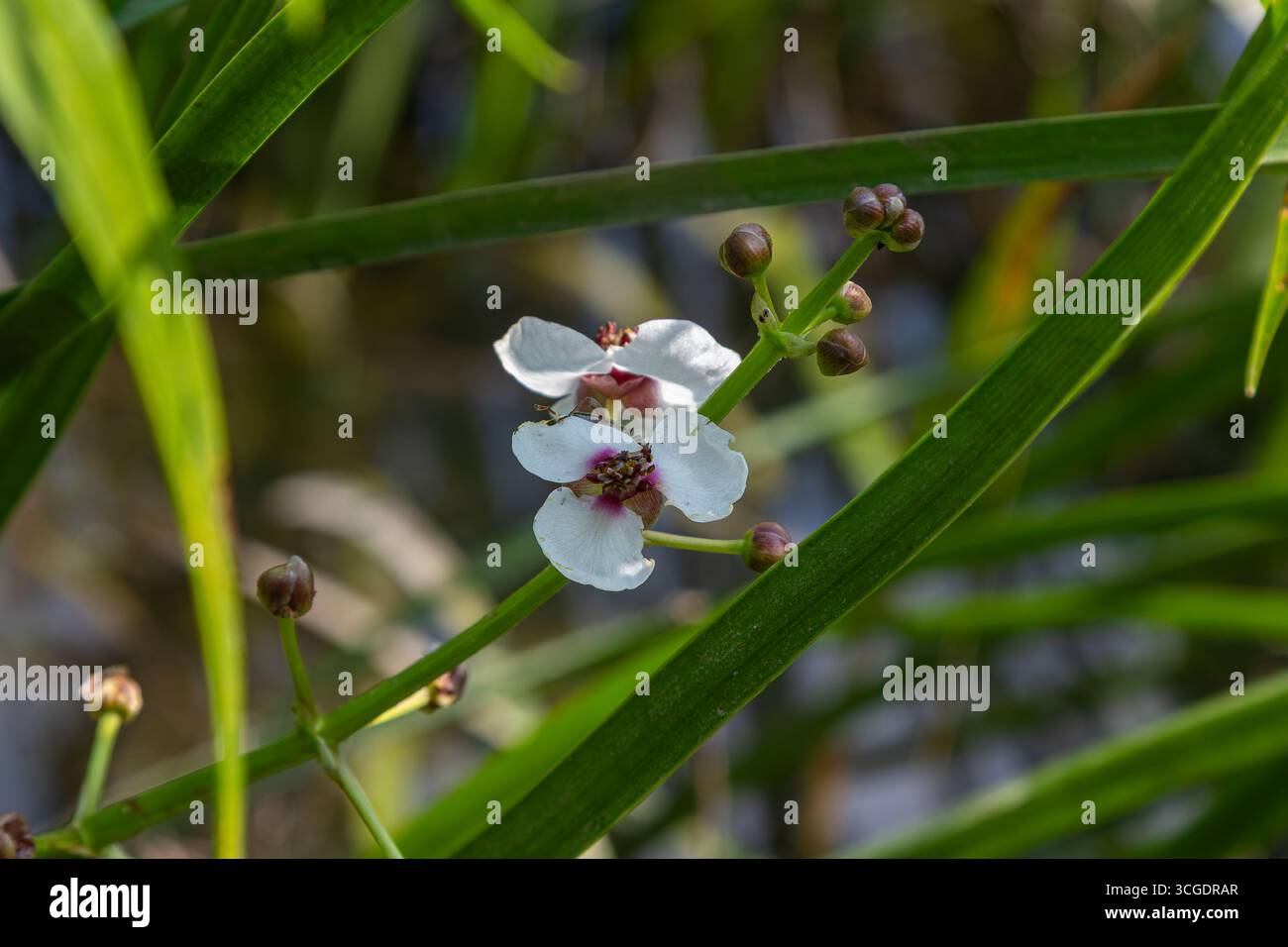 La fioritura di una pianta comune a punta di freccia mostra fiori bianchi tra foglie verdi vibranti vicino a acque calme in una giornata luminosa e soleggiata nel suo habitat naturale Foto Stock