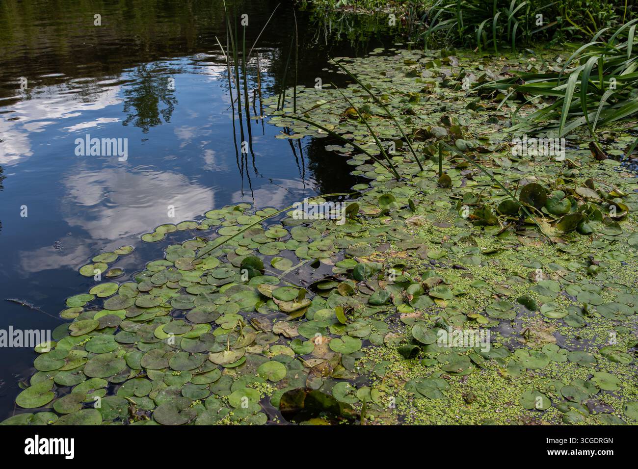 Hydrocharis morsus-ranae comunemente noto come frogbit crea un habitat galleggiante sull'acqua ferma, riflettendo al contempo le nuvole e la vita vegetale circostante Foto Stock