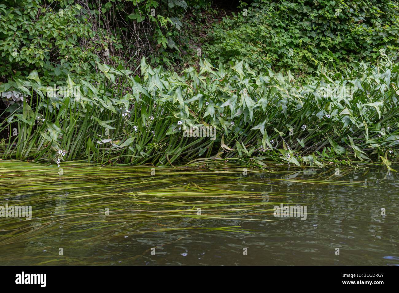 Le comuni piante a punta di freccia fioriscono sul bordo dell'acqua, mostrando le loro foglie e i loro fiori distinti in una vegetazione vibrante in un tranquillo ambiente acquatico Foto Stock