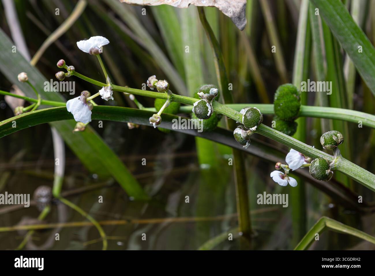 Fiori bianchi e baccelli di semi in via di sviluppo di comuni punte di freccia sono osservati in un'area umida che mostra la crescita della pianta in un ambiente acquatico poco profondo Foto Stock