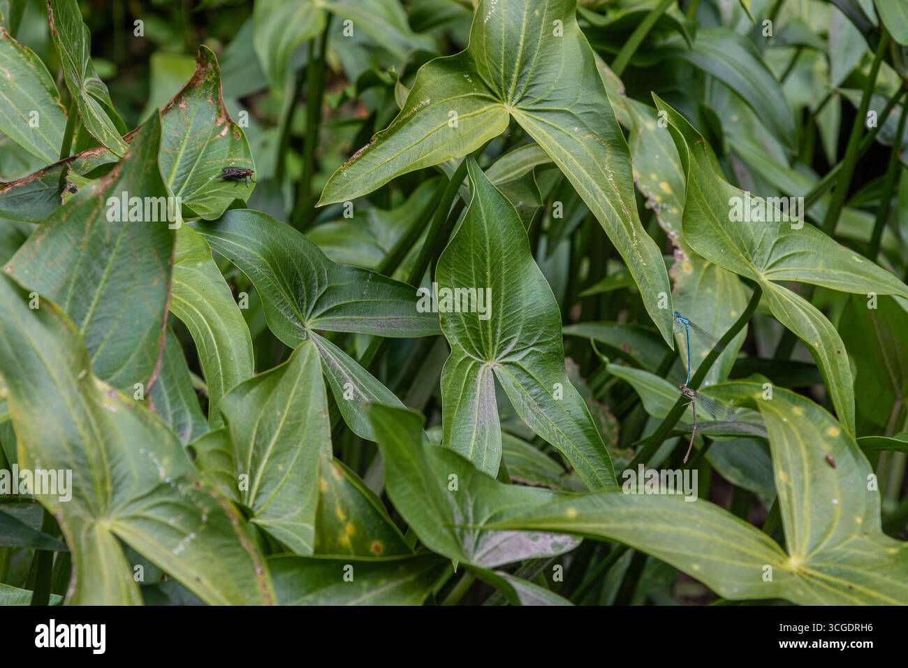 Foglie verdi lussureggianti di punte di freccia comuni prosperano in un ambiente acquatico che mostra la loro vibrante crescita sotto la luce del sole e circondato dall'acqua. Foto Stock