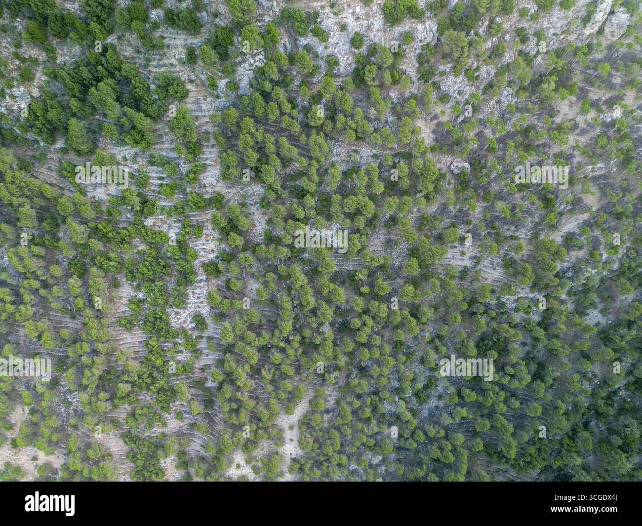 Veduta aerea di una fitta tettoia della foresta, dove gli alberi verdi vibranti contrastano con le formazioni rocciose pallide, creando un mosaico testurizzato dell'arte della natura, Wata Houb, Governatorato del Nord, Libano. Foto Stock