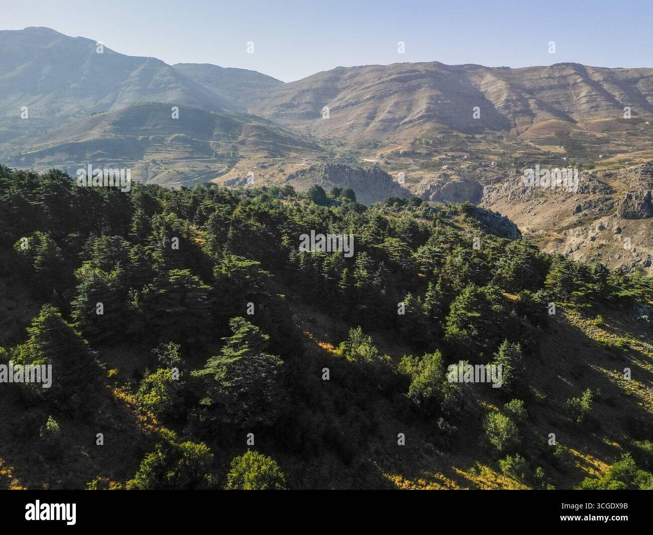 Vista aerea della vivace foresta verde che contrasta con il terreno accidentato delle montagne, mostrando la bellezza della natura, Tannourine El Faouqa, nord Foto Stock