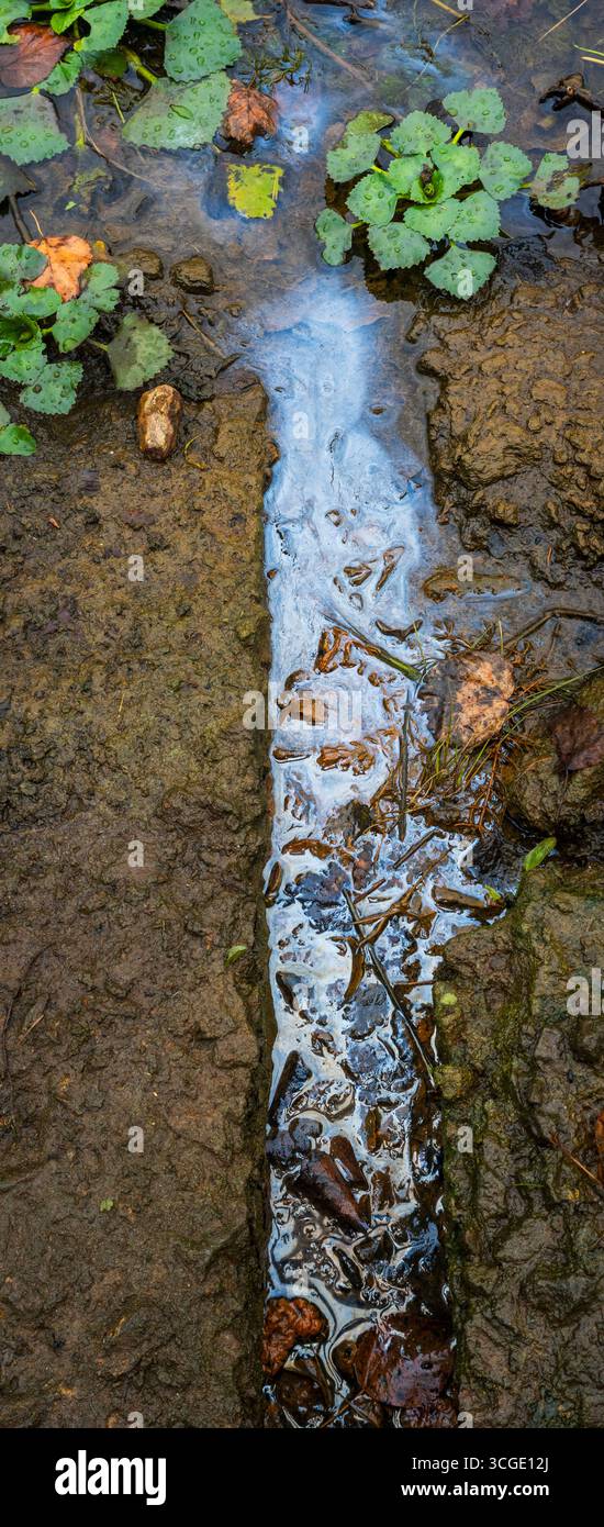 Acqua contaminata contenente schiuma e detriti che fluiscono su terreni fangosi vicino alla vegetazione, che rappresentano danni ecologici e degrada ambientale Foto Stock