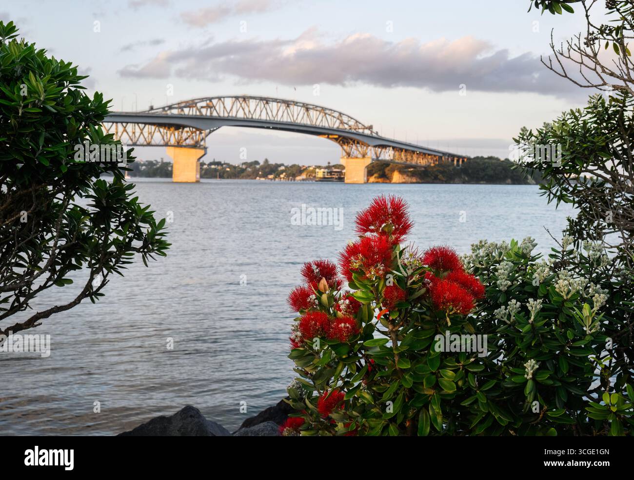 Fiori di Pohutukawa che incorniciano fuori fuoco il Ponte del Porto di Auckland. Albero di Natale della nuova Zelanda. Foto Stock