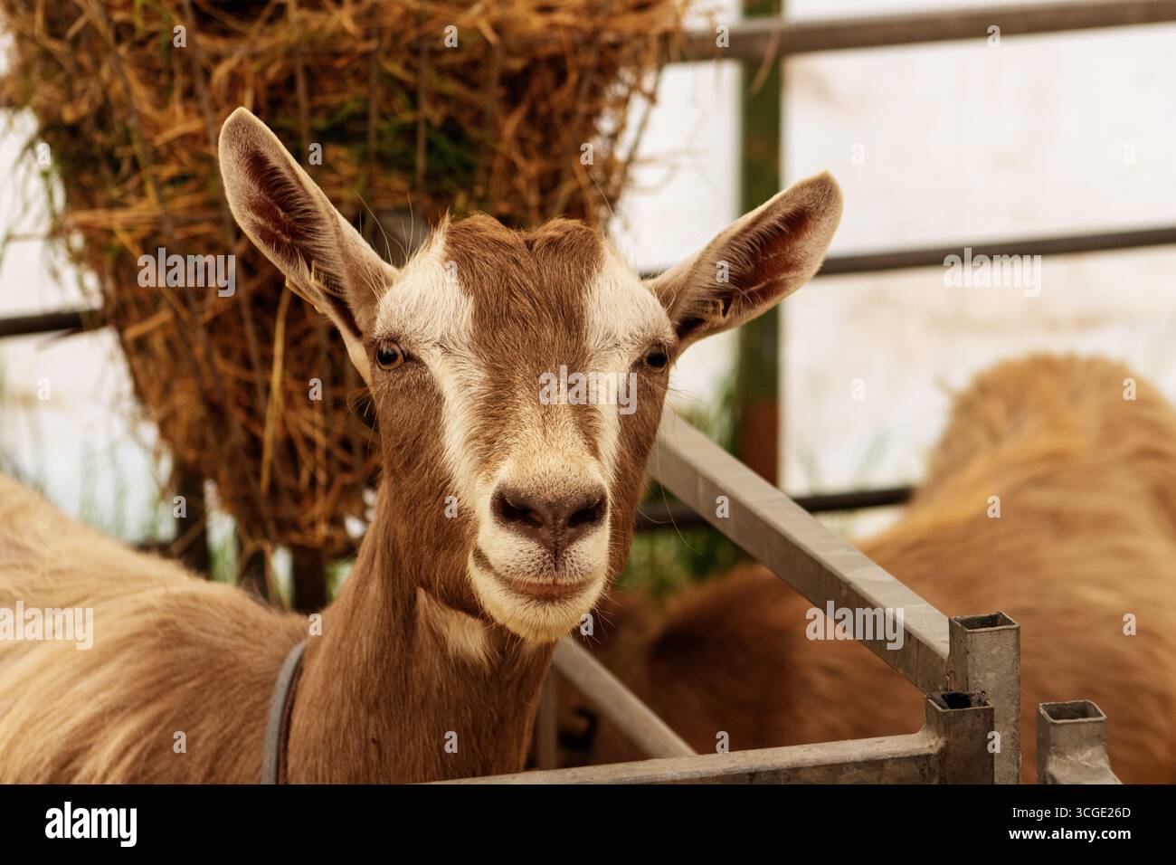 Primo piano della testa di una capra britannica di Toggenburg con cancelli metallici e paglia gialla Foto Stock