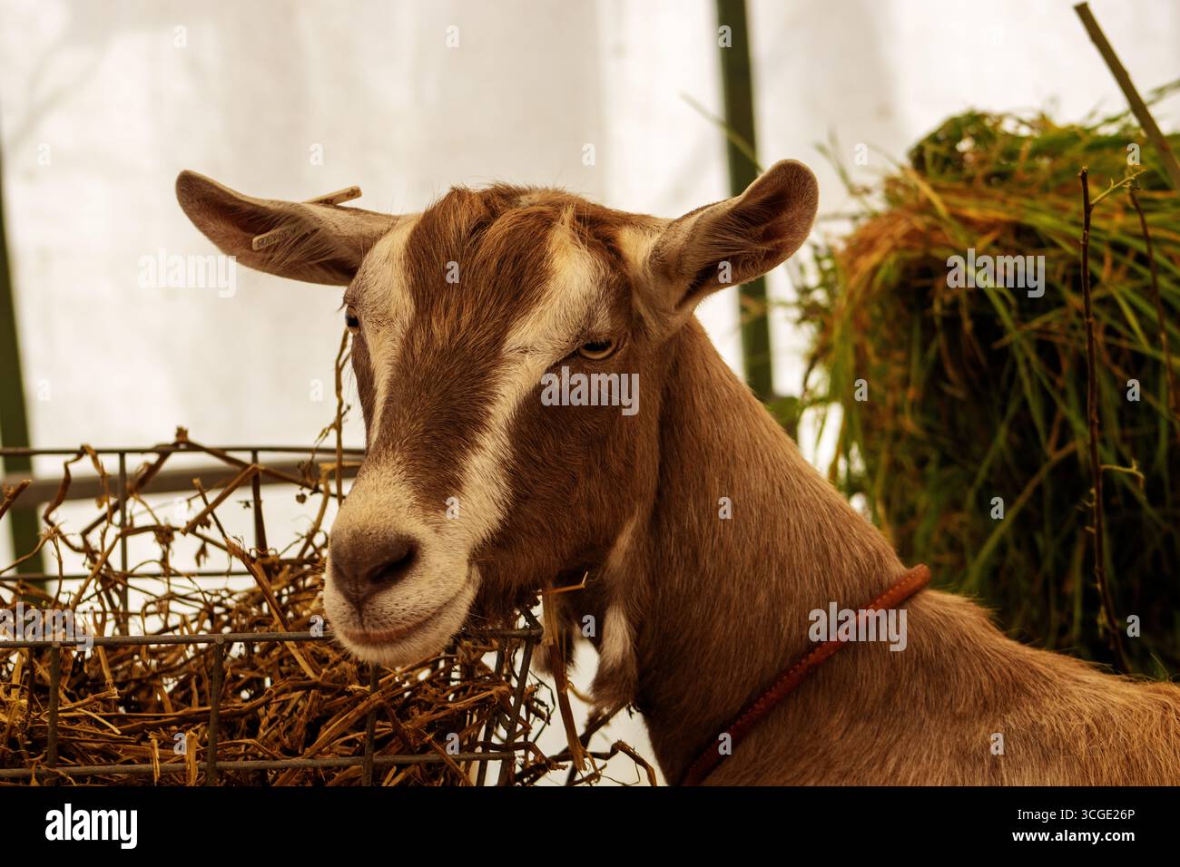 Primo piano della testa di una capra britannica di Toggenburg con cancelli metallici e paglia gialla Foto Stock
