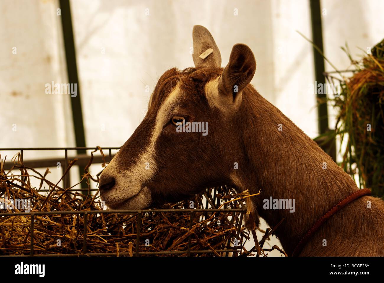 Primo piano della testa di una capra britannica di Toggenburg con cancelli metallici e paglia gialla Foto Stock