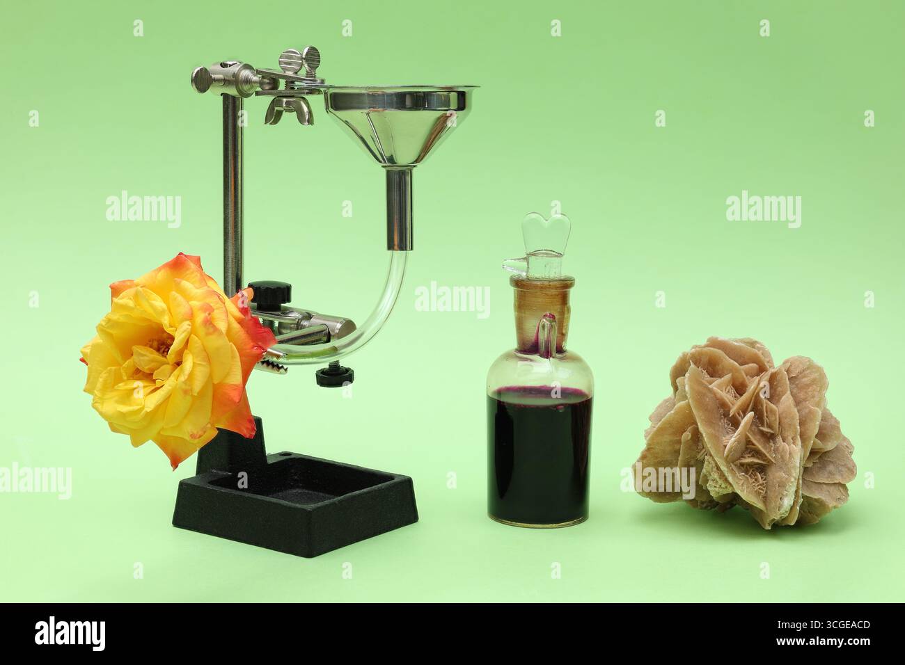 Natura morta: Preparare la rosa per l'infusione. Foto con la massima profondità di campo su sfondo verde chiaro. Foto Stock