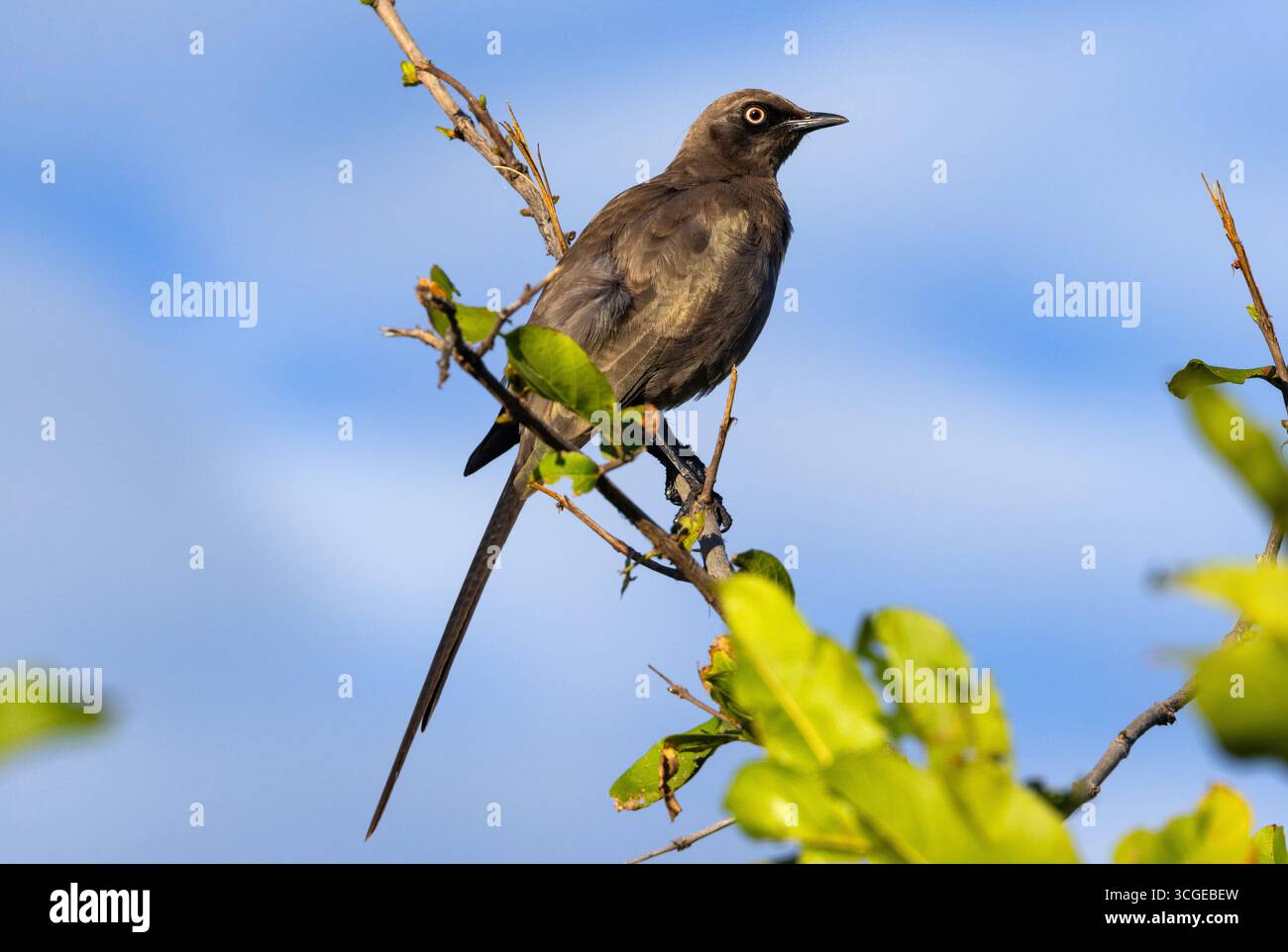 Lo Starling è endemico della Tanzania centrale. Sono gregari e spesso volano sono stormi di diversi gruppi familiari e spesso con altri starlings Foto Stock