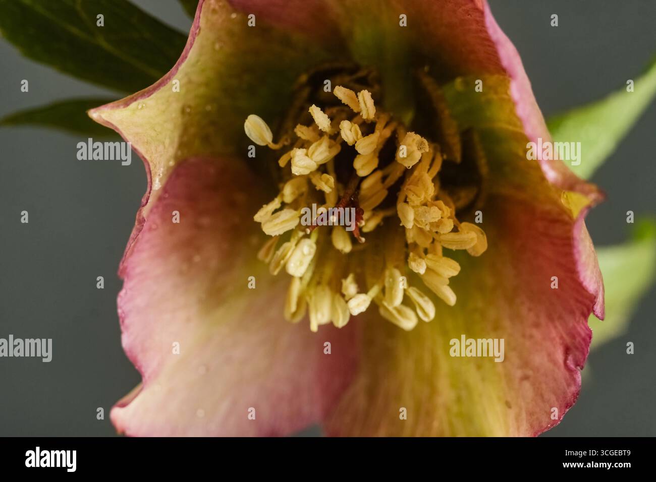 Primo piano di un fiore ellecolare rosa e verde su uno sfondo scuro, foto macro botanica Foto Stock