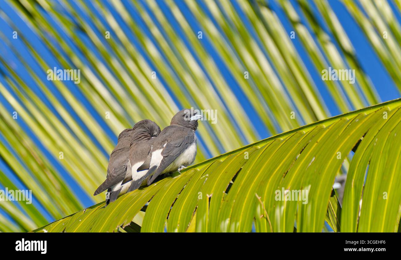 Un gruppo di uccelli del legno dal petto bianco (Artamus leucorynchus) si accoccolano su una fronte di palme alla luce del mattino alla spianata di Cairns nel Queensland Australia Foto Stock
