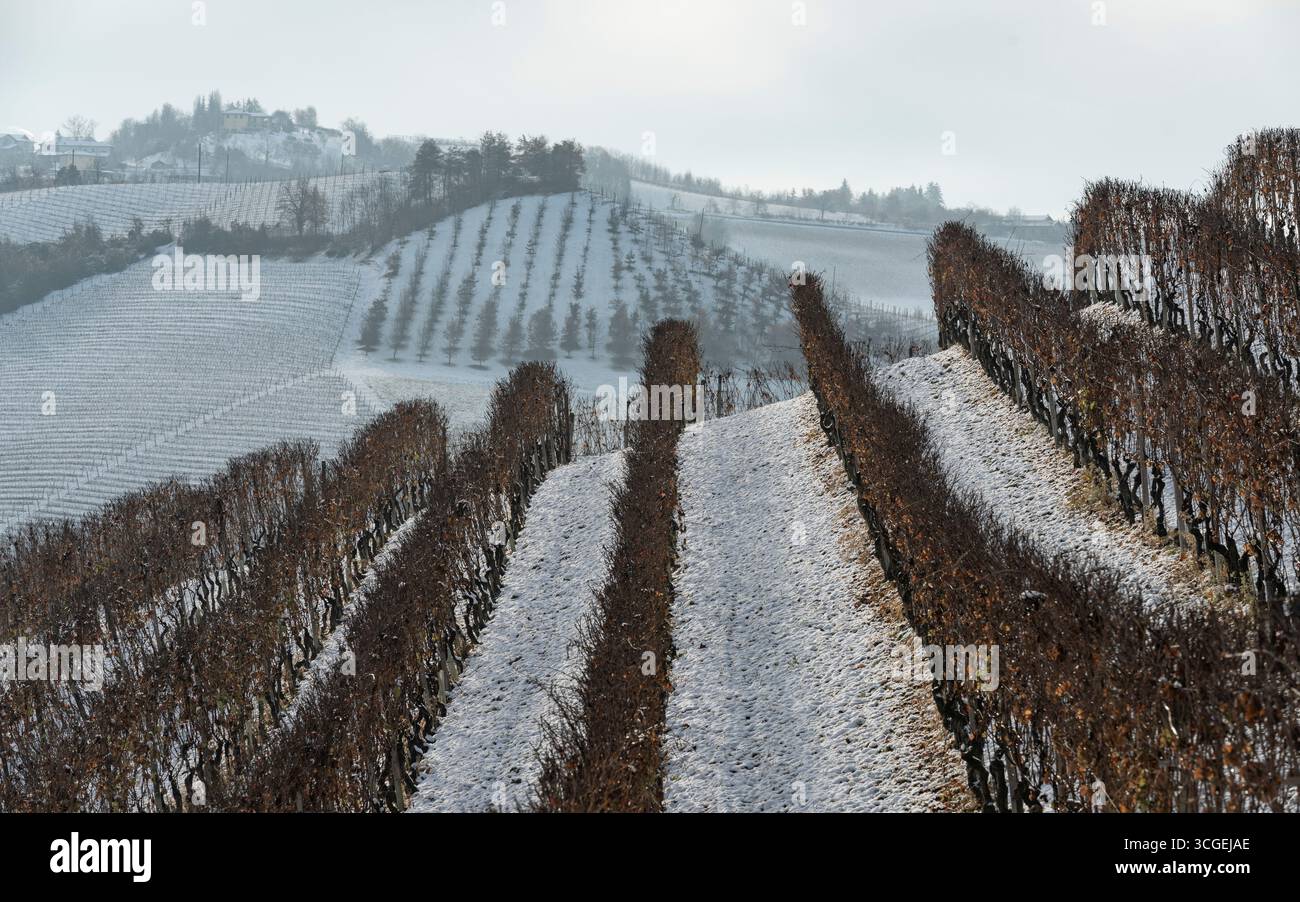 Vigneti innevati a Barolo, piedmonte, Italia Foto Stock