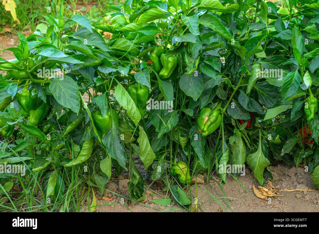 I peperoni campana crescono abbondantemente in un giardino di Pallares, coltivati a mano nel ricco terreno dell'Estremadura durante l'estate. Foto Stock