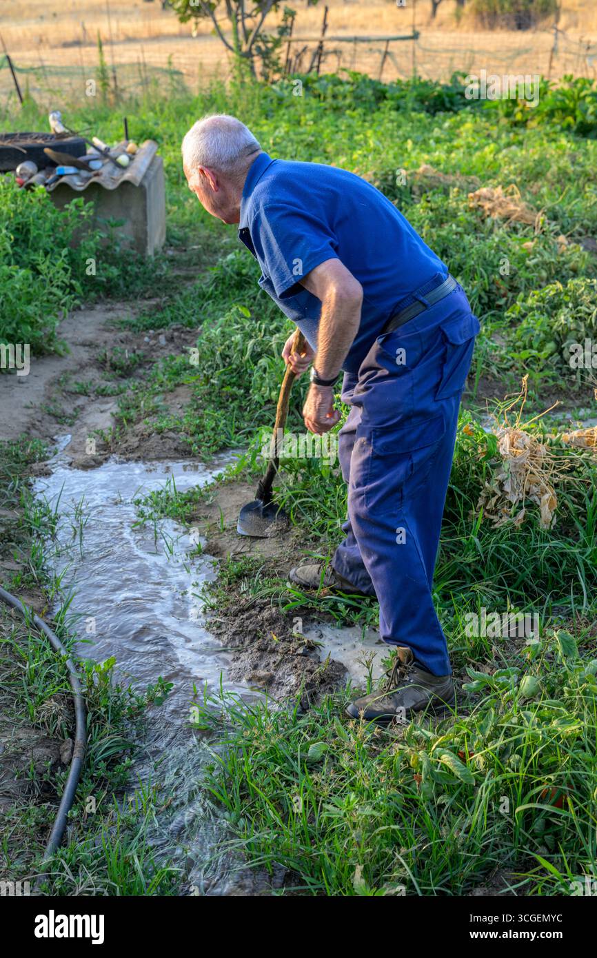 Un giardiniere utilizza metodi tradizionali per irrigare la sua trama biologica a Pallares, sostenendo le colture estive con cura e conoscenza ancestrale. Foto Stock